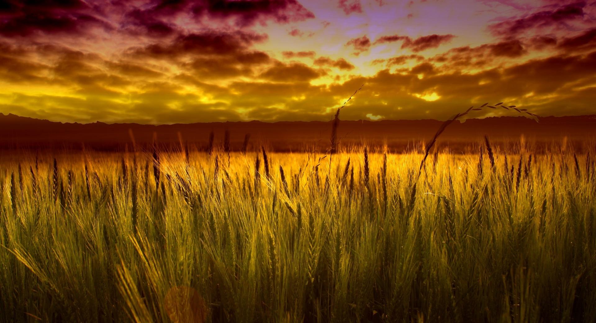 Colorful Sunset Over Wheat Field at 2048 x 2048 iPad size wallpapers HD quality