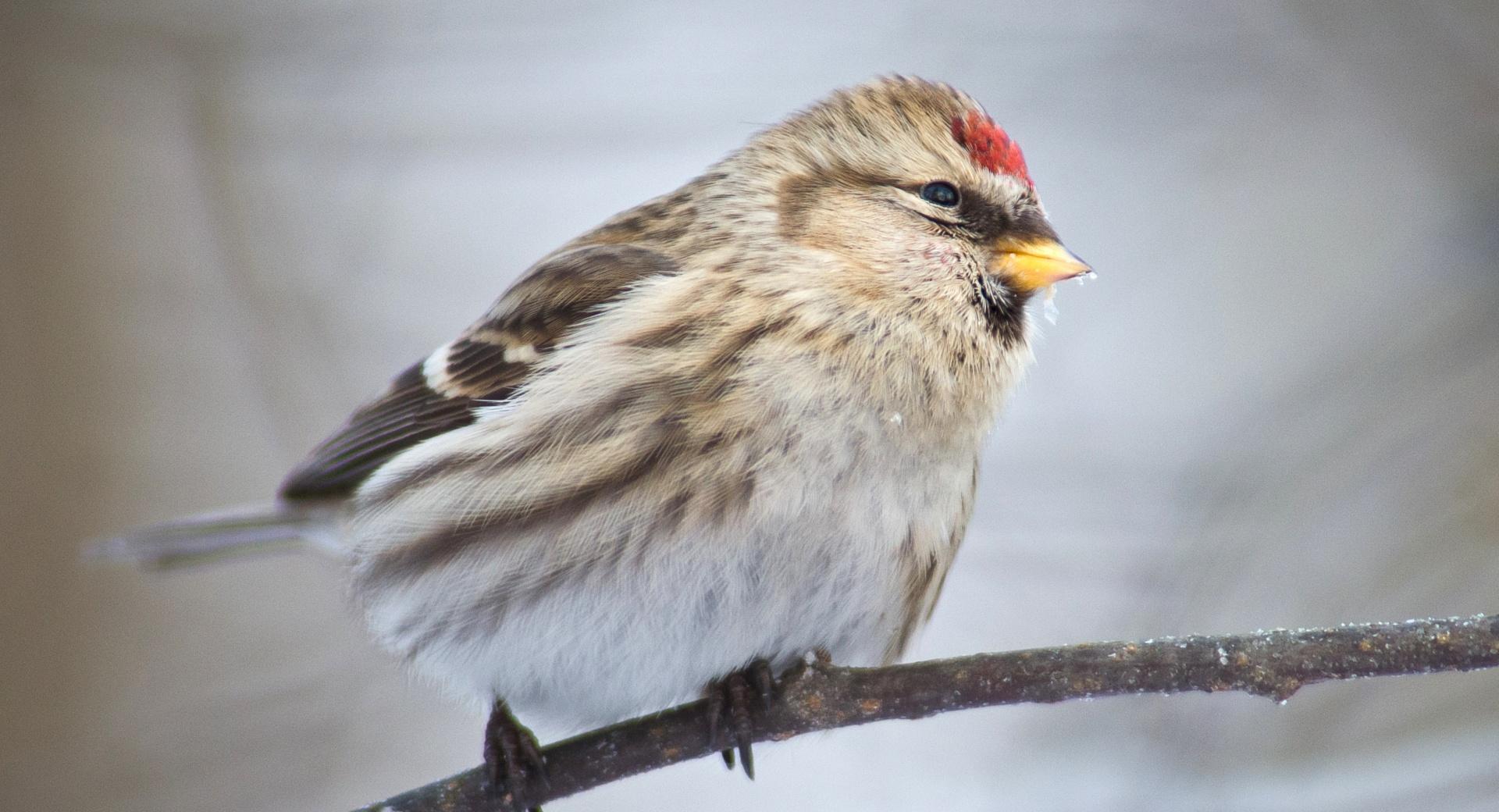 Common Redpoll wallpapers HD quality