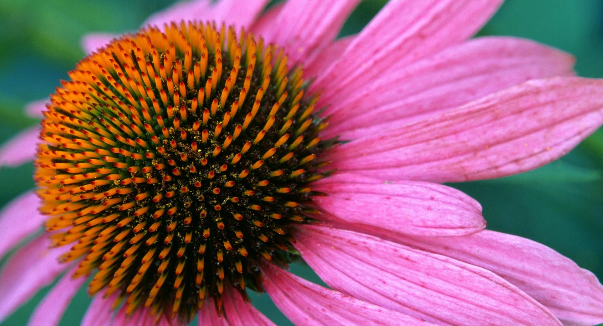 Cone Flower at 1600 x 1200 size wallpapers HD quality