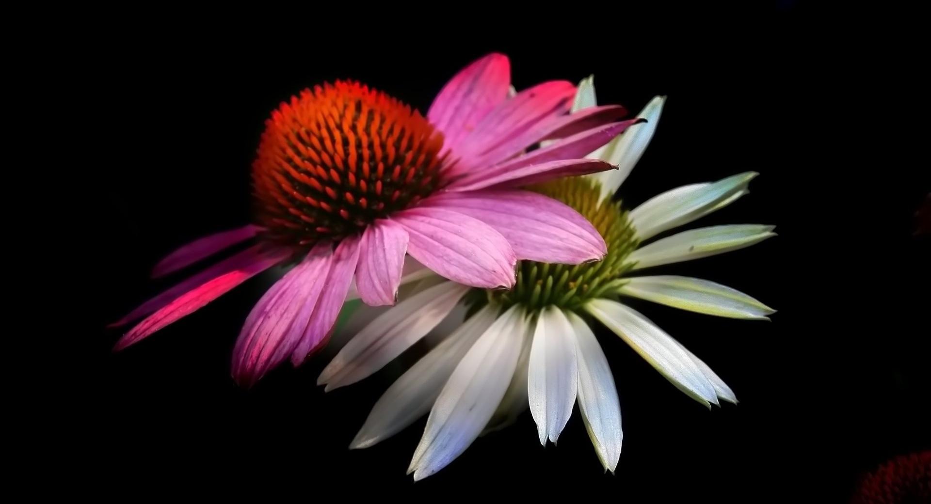 Cone Flowers, Black Background at 640 x 1136 iPhone 5 size wallpapers HD quality