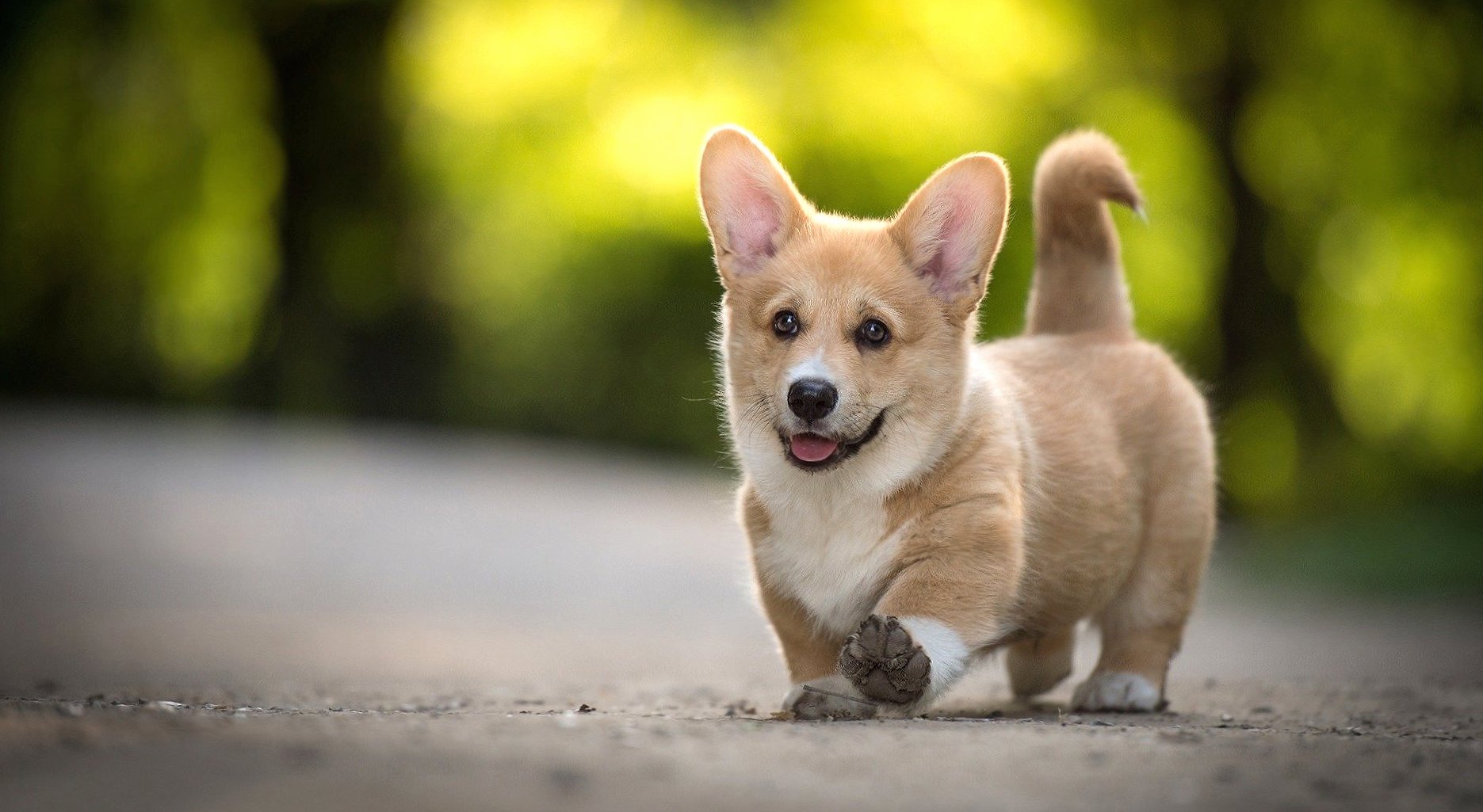Corgi at 320 x 480 iPhone size wallpapers HD quality