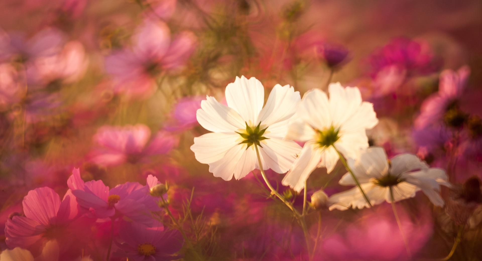 Cosmos Flowers in Garden wallpapers HD quality