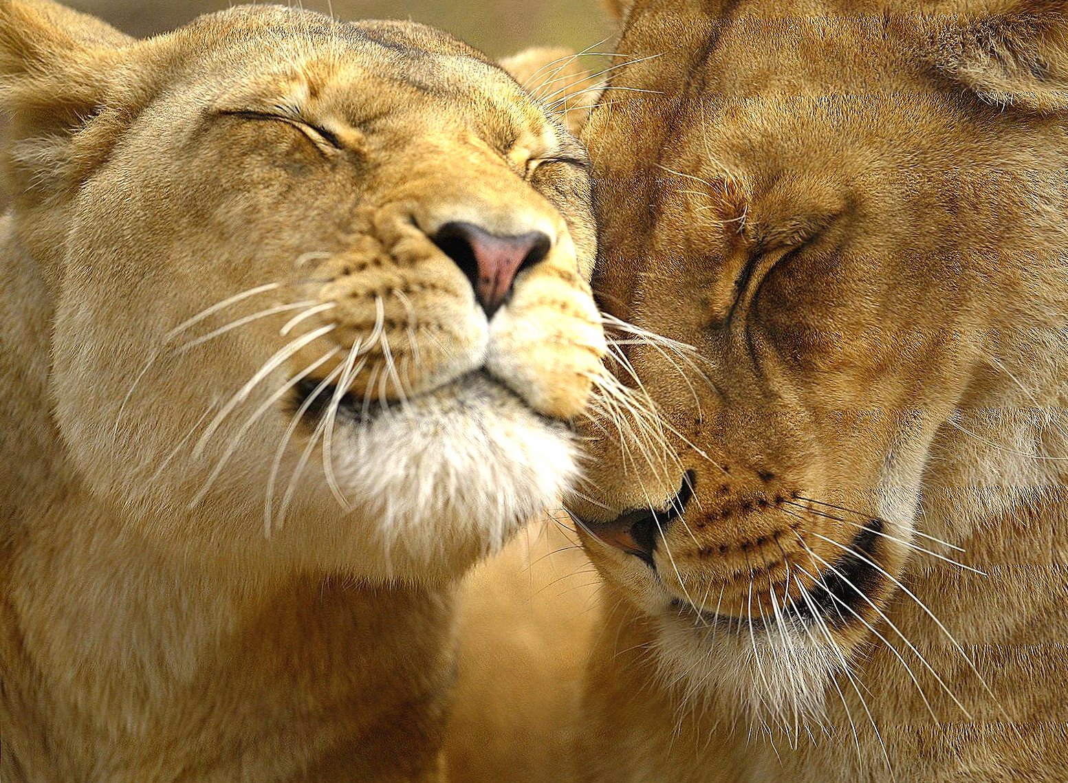 Couple lion lionesse at 1024 x 768 size wallpapers HD quality