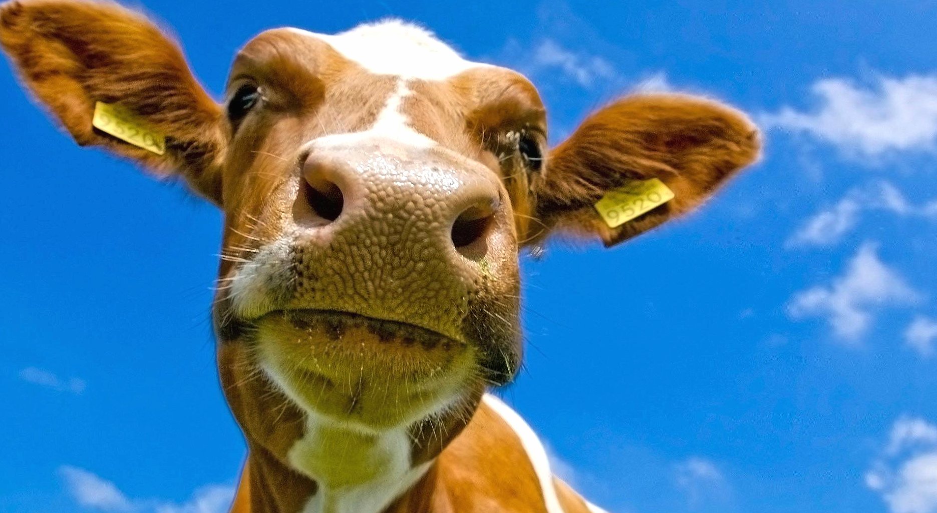 Cow near wallpapers HD quality