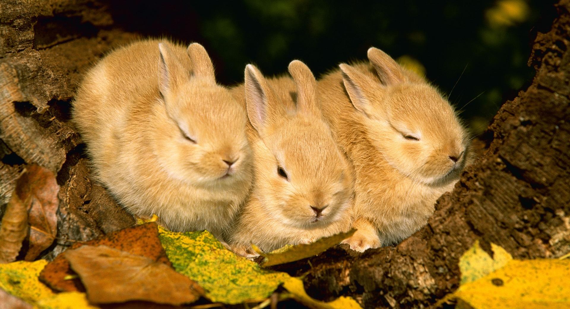 Cute Golden Rabbits at 640 x 960 iPhone 4 size wallpapers HD quality