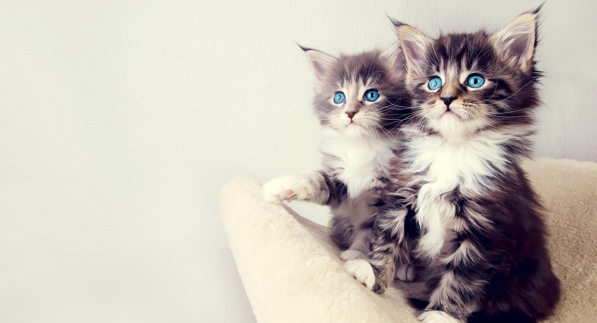 Cute Kittens at 750 x 1334 iPhone 6 size wallpapers HD quality
