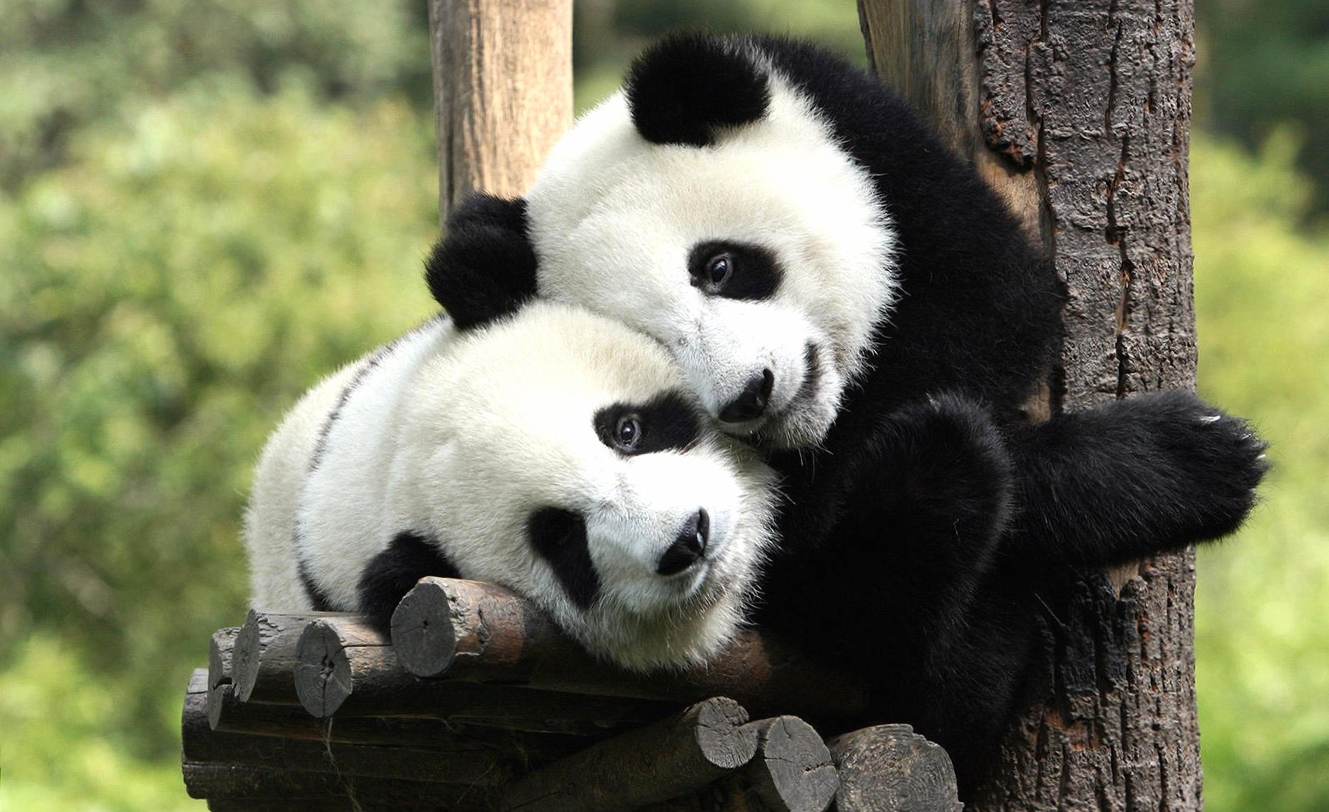 Cute panda at 640 x 960 iPhone 4 size wallpapers HD quality