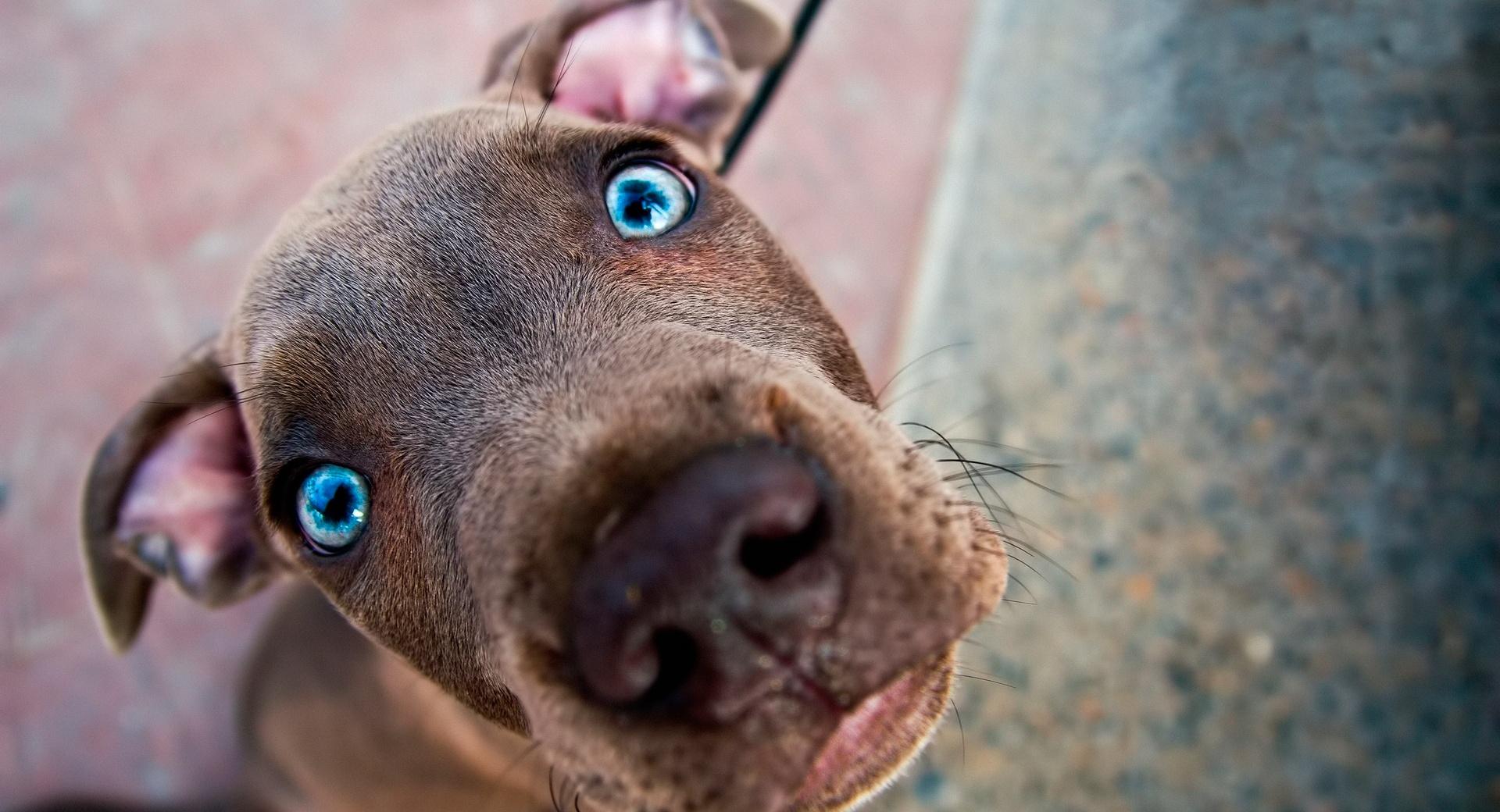 Cute Weimaraner Puppy at 2048 x 2048 iPad size wallpapers HD quality