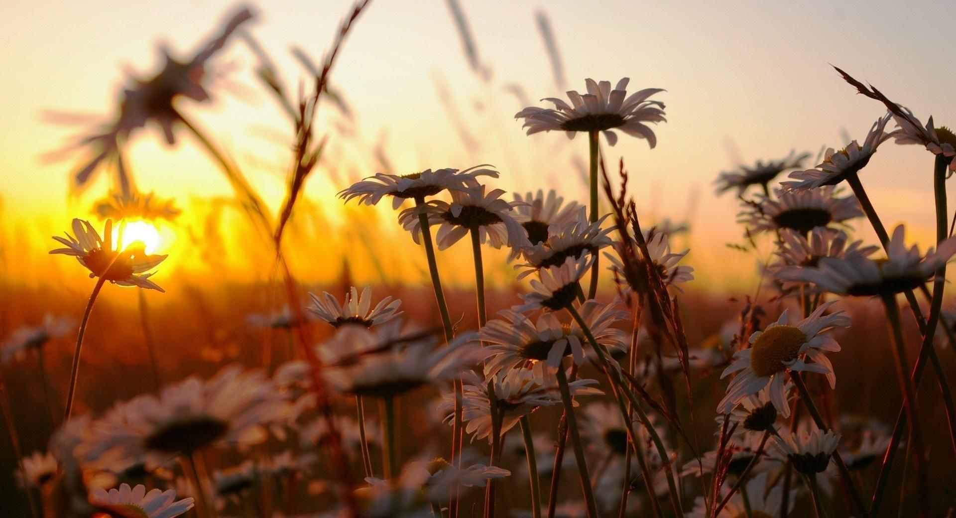 Daisies At Sunset at 1152 x 864 size wallpapers HD quality