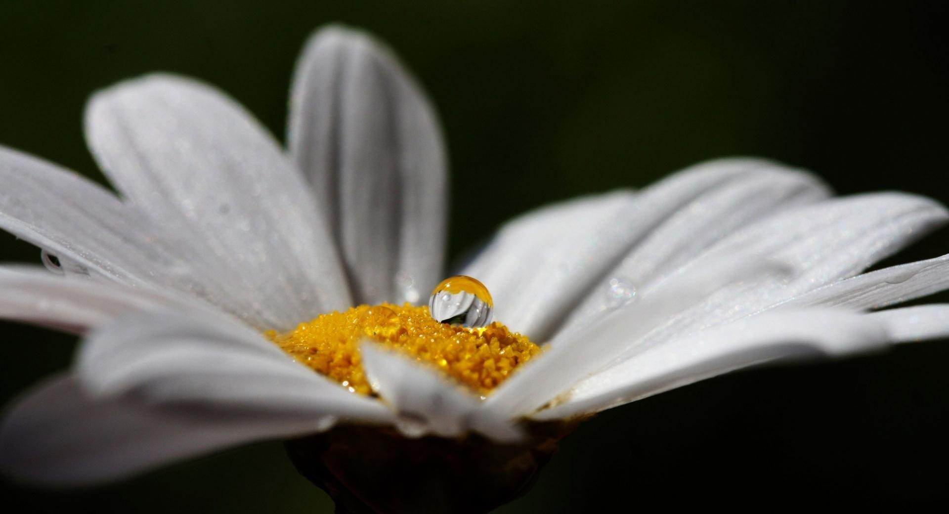 Daisy Flower With Water Droplet wallpapers HD quality