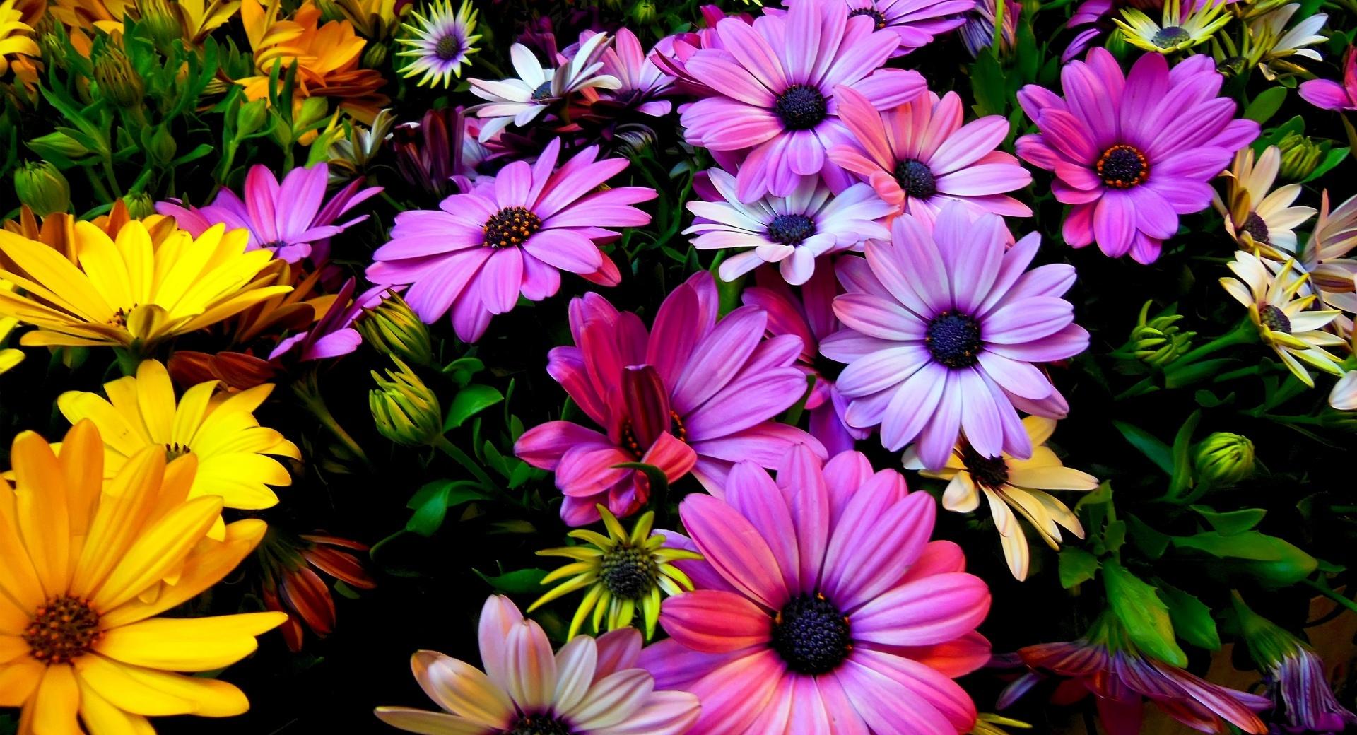 Daisy Flowers at 640 x 1136 iPhone 5 size wallpapers HD quality
