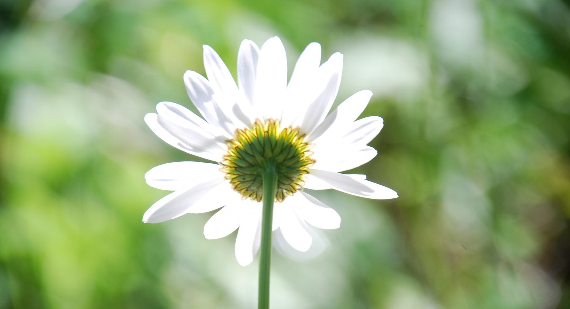 Daisy In The Sun at 1334 x 750 iPhone 7 size wallpapers HD quality