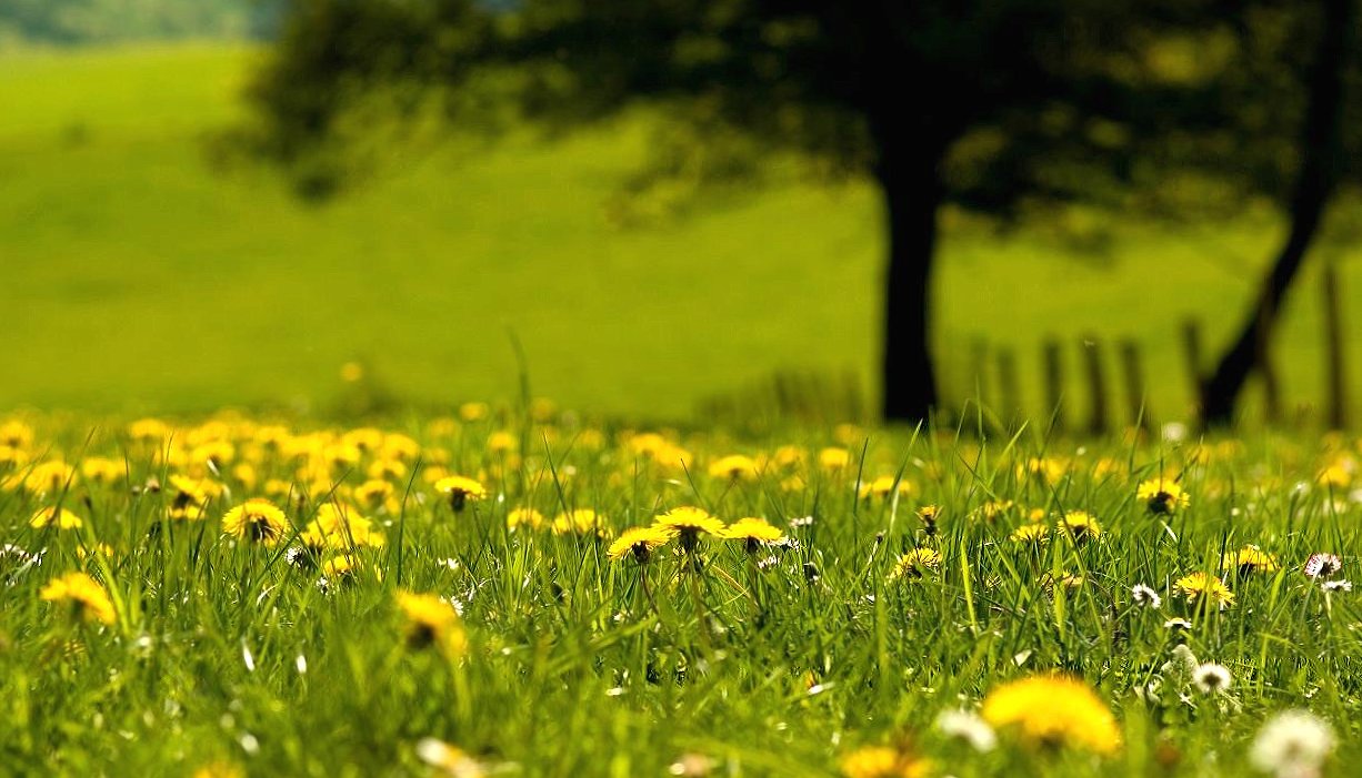 Dandelions in green land at 1600 x 1200 size wallpapers HD quality