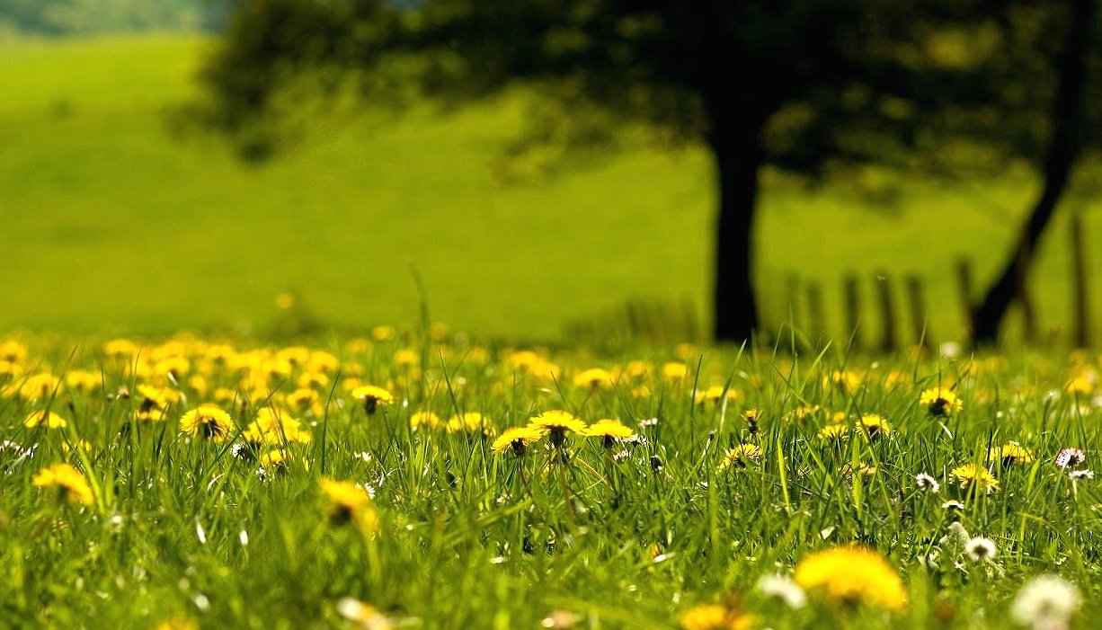 Dandelions in green land at 2048 x 2048 iPad size wallpapers HD quality