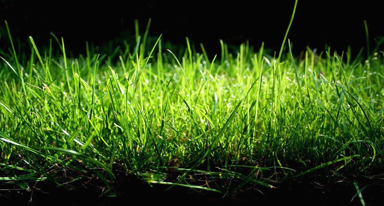 Dark grass at 1600 x 1200 size wallpapers HD quality