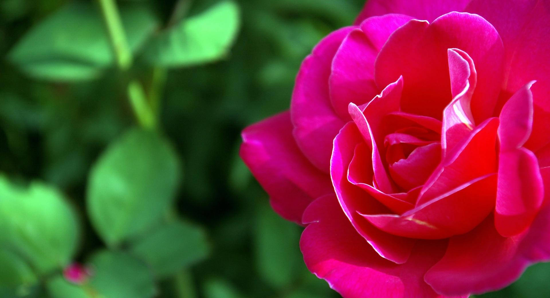 Delicate Rose at 1600 x 1200 size wallpapers HD quality