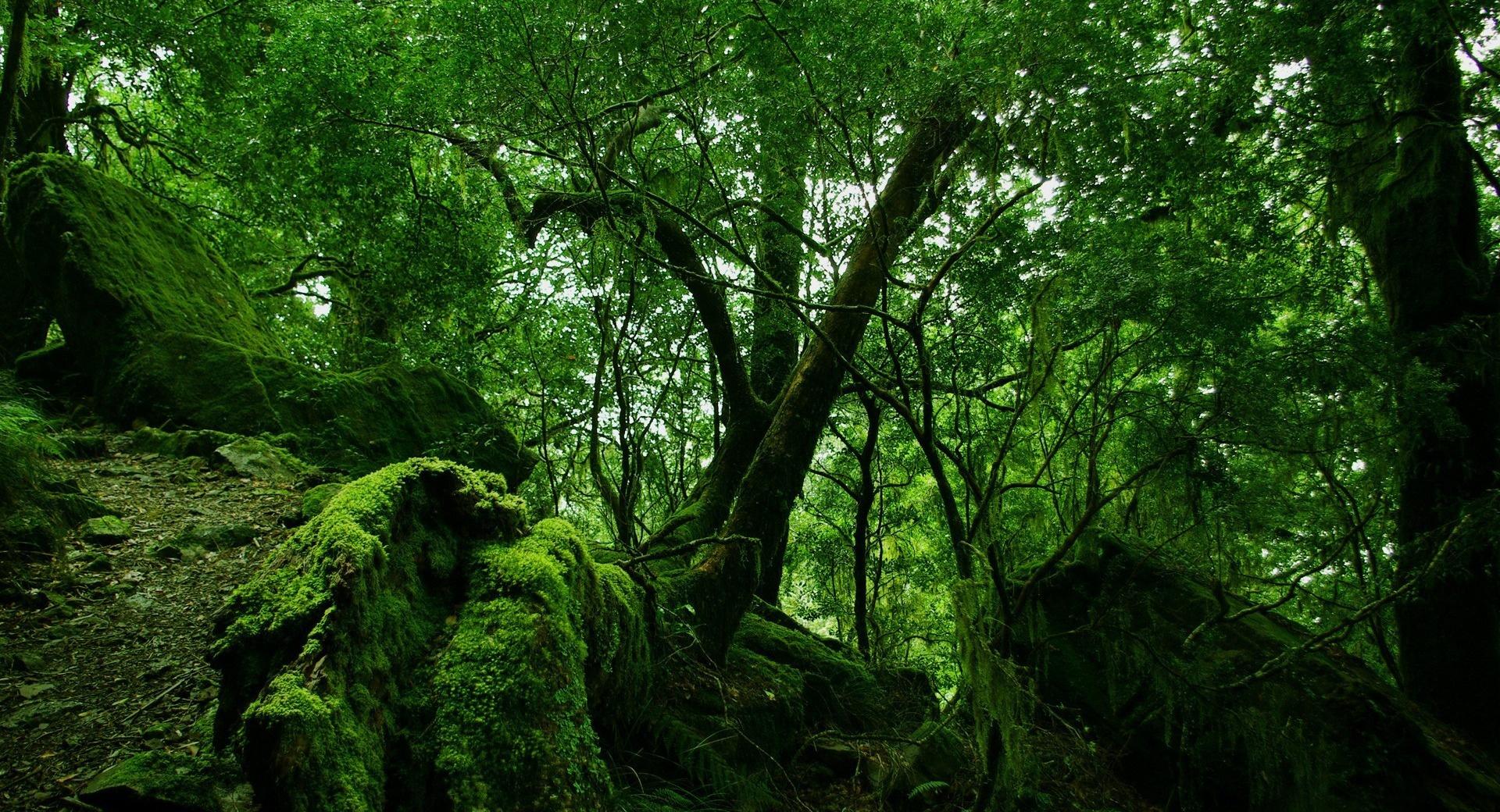 Dense Forest at 750 x 1334 iPhone 6 size wallpapers HD quality