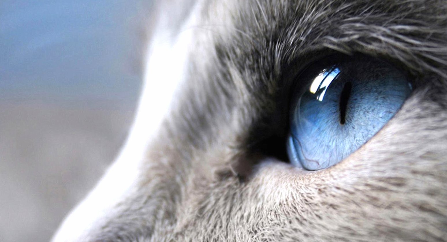 Detail cat blue eye at 2048 x 2048 iPad size wallpapers HD quality