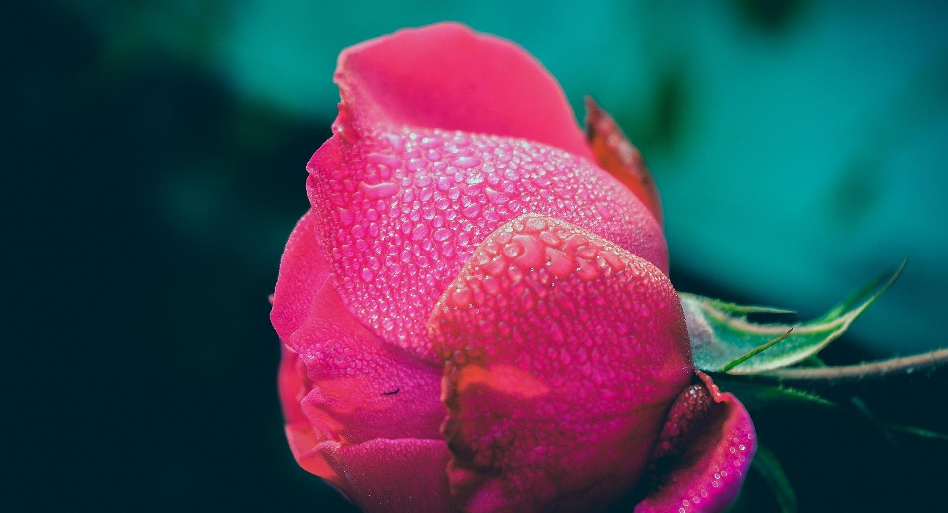 Dew on Rose at 1280 x 960 size wallpapers HD quality