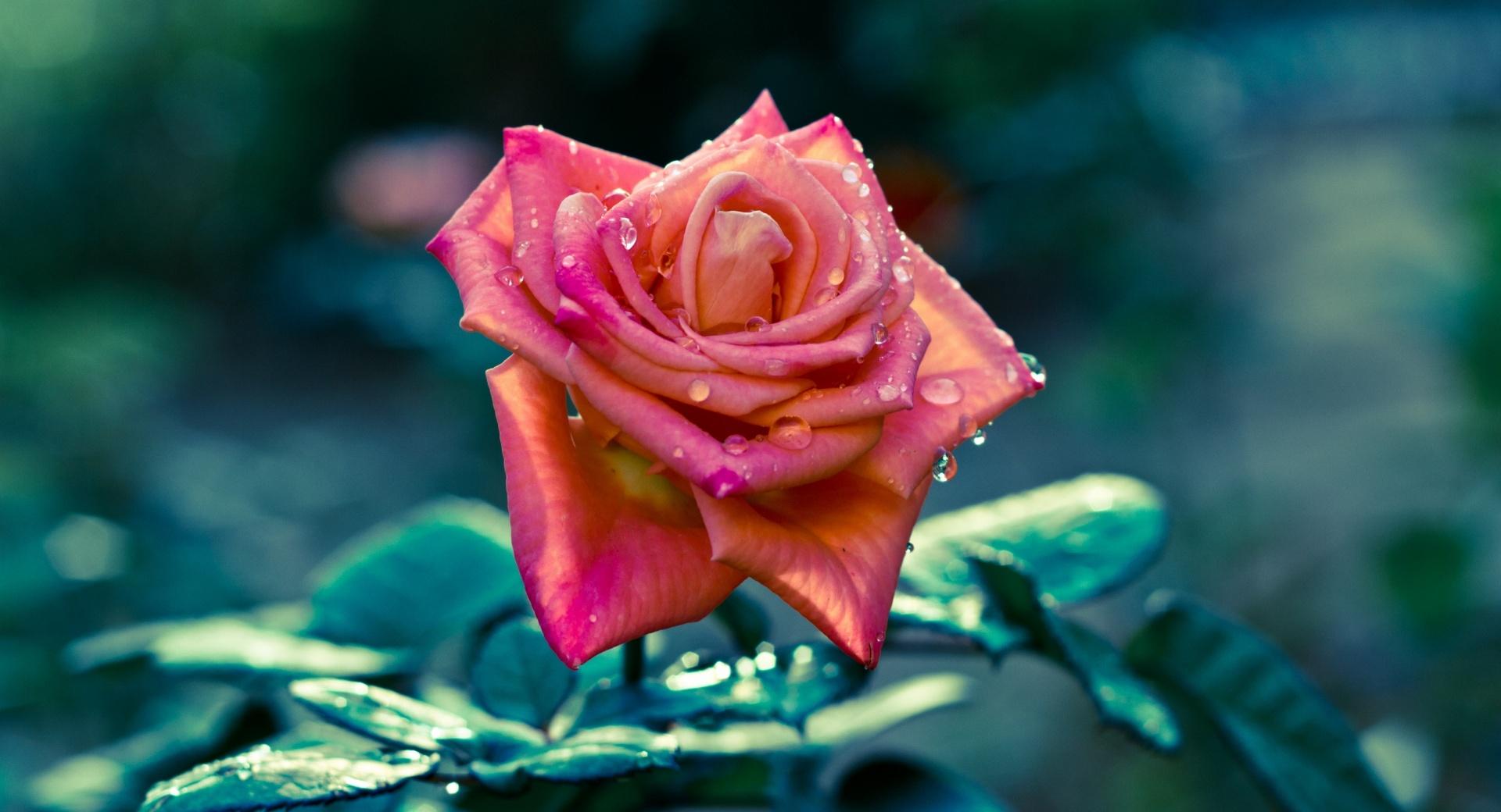 Dew On Rose Petals at 320 x 480 iPhone size wallpapers HD quality