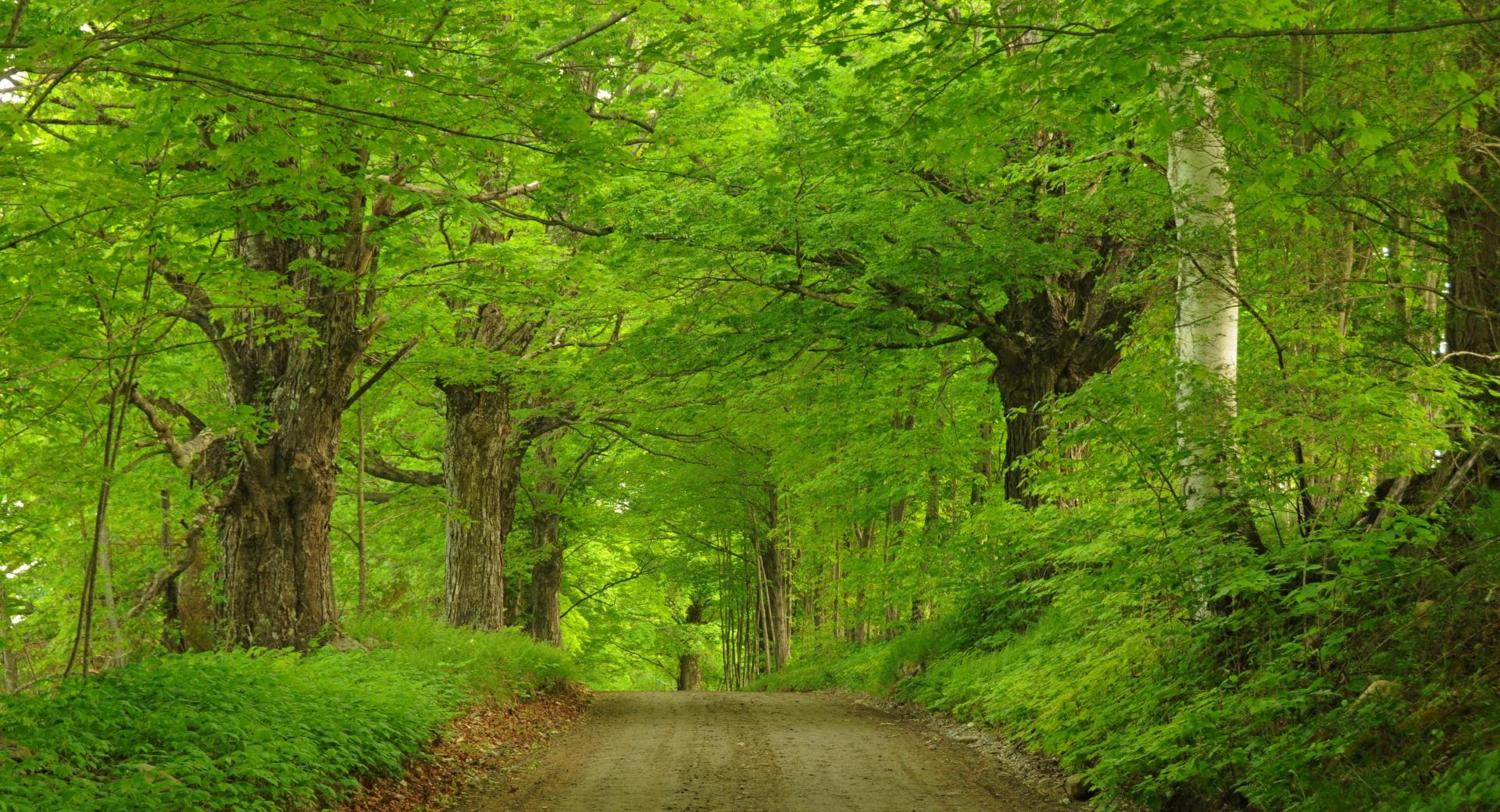 Dirt Road Through Forest at 1280 x 960 size wallpapers HD quality