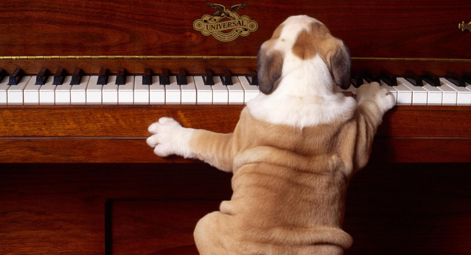 Dog Playing Piano at 320 x 480 iPhone size wallpapers HD quality