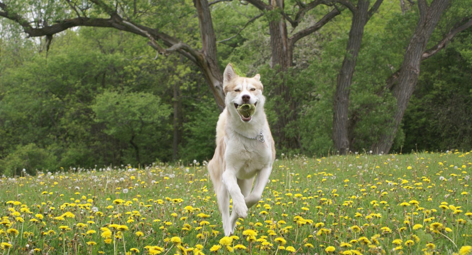 Dog Running at 1280 x 960 size wallpapers HD quality