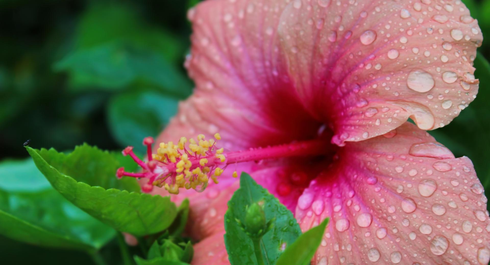 Doorplates on Hibiscus at 1152 x 864 size wallpapers HD quality