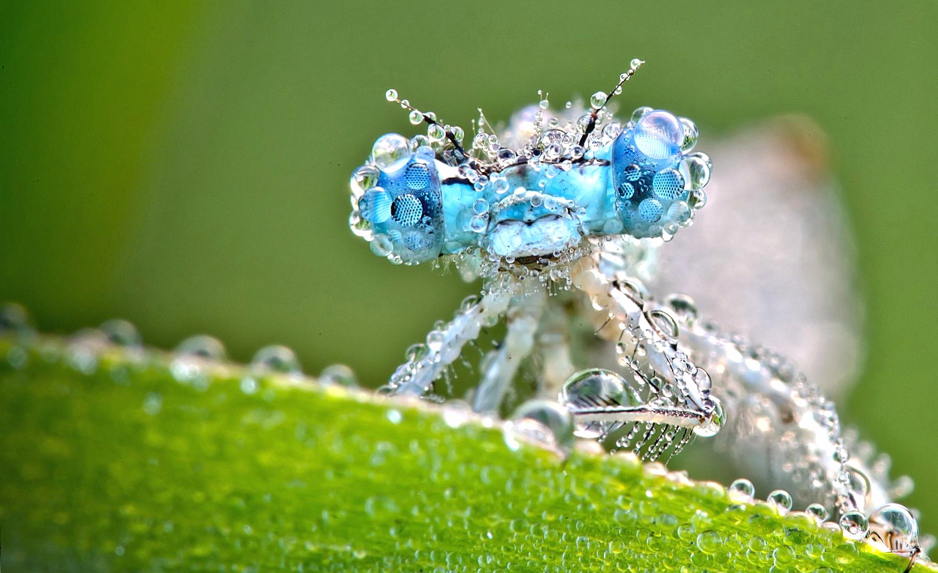 Drops on dragonfly wallpapers HD quality