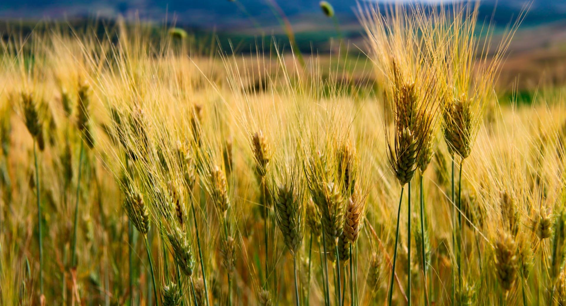 Ears of Corn at 1024 x 768 size wallpapers HD quality