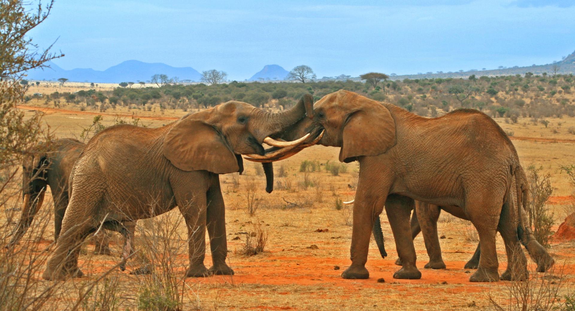 Elephants Fighting at 1152 x 864 size wallpapers HD quality