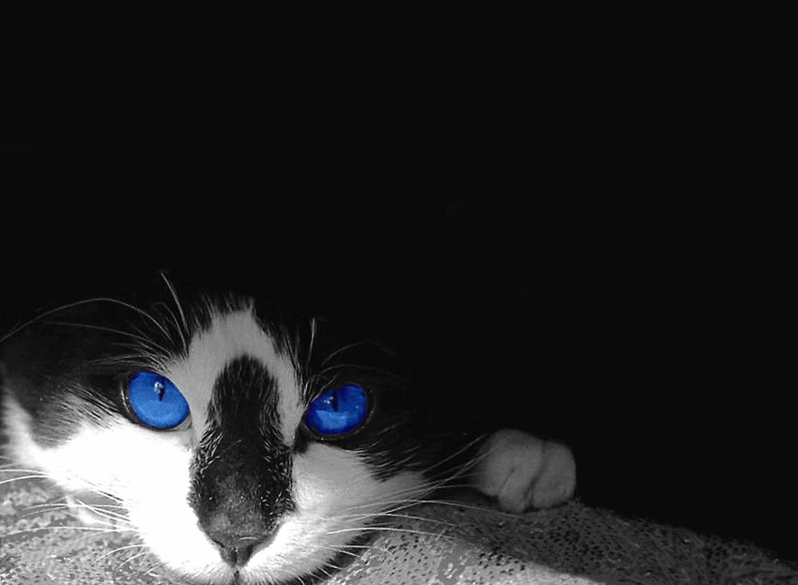 Eyes blue of cat at 320 x 480 iPhone size wallpapers HD quality