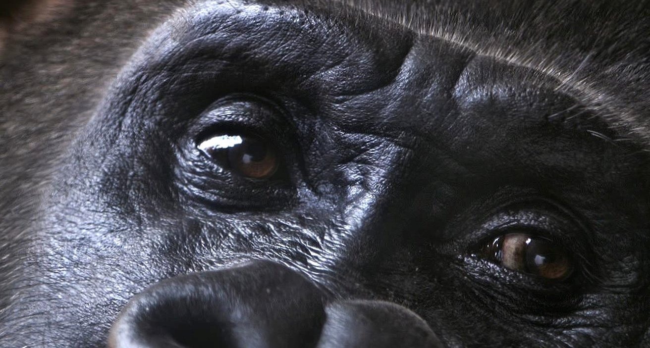Eyes of gorilla at 640 x 960 iPhone 4 size wallpapers HD quality