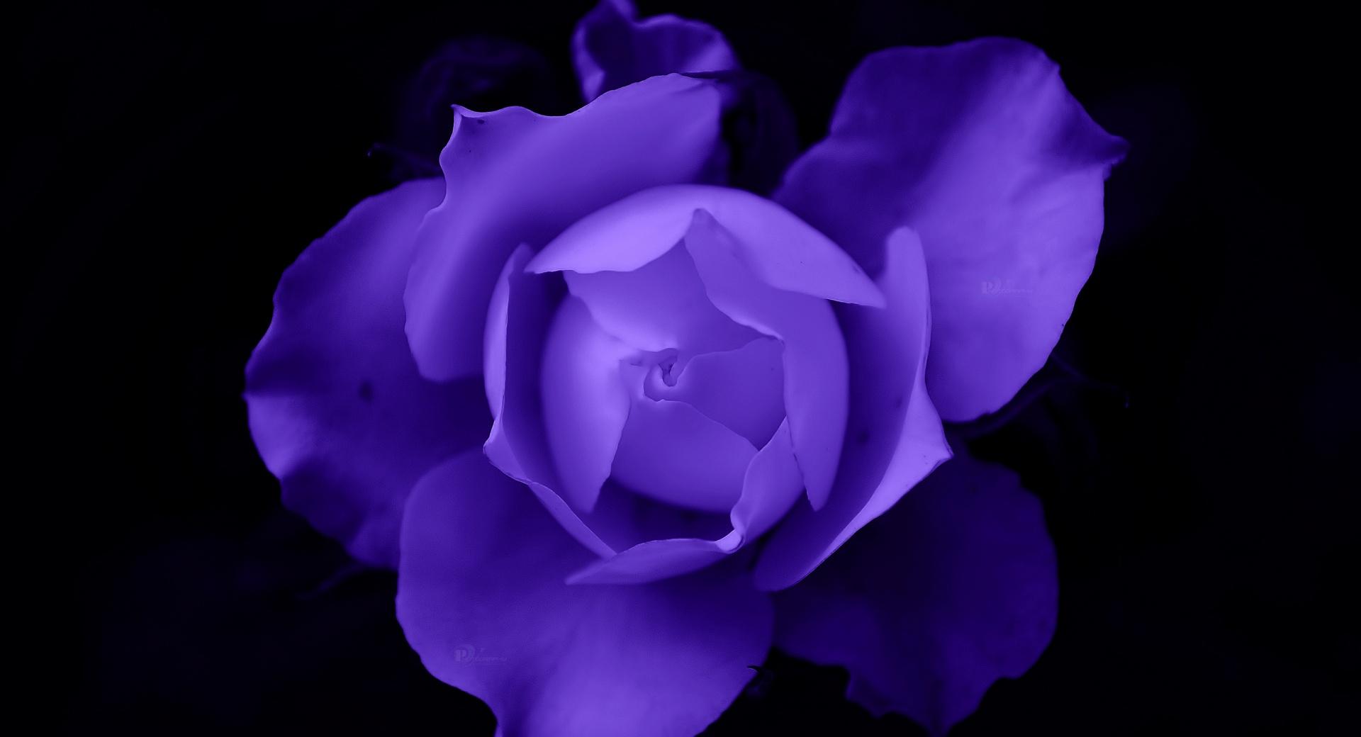 Fantasy Rose at 640 x 960 iPhone 4 size wallpapers HD quality