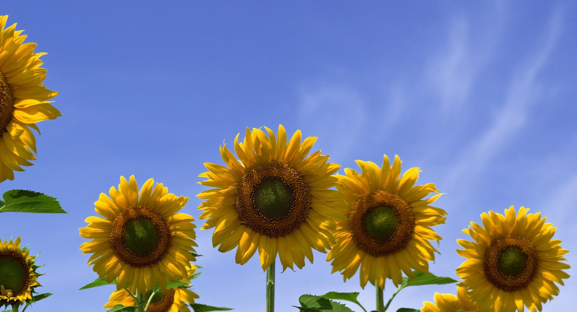 Few Sunflowers at 1334 x 750 iPhone 7 size wallpapers HD quality