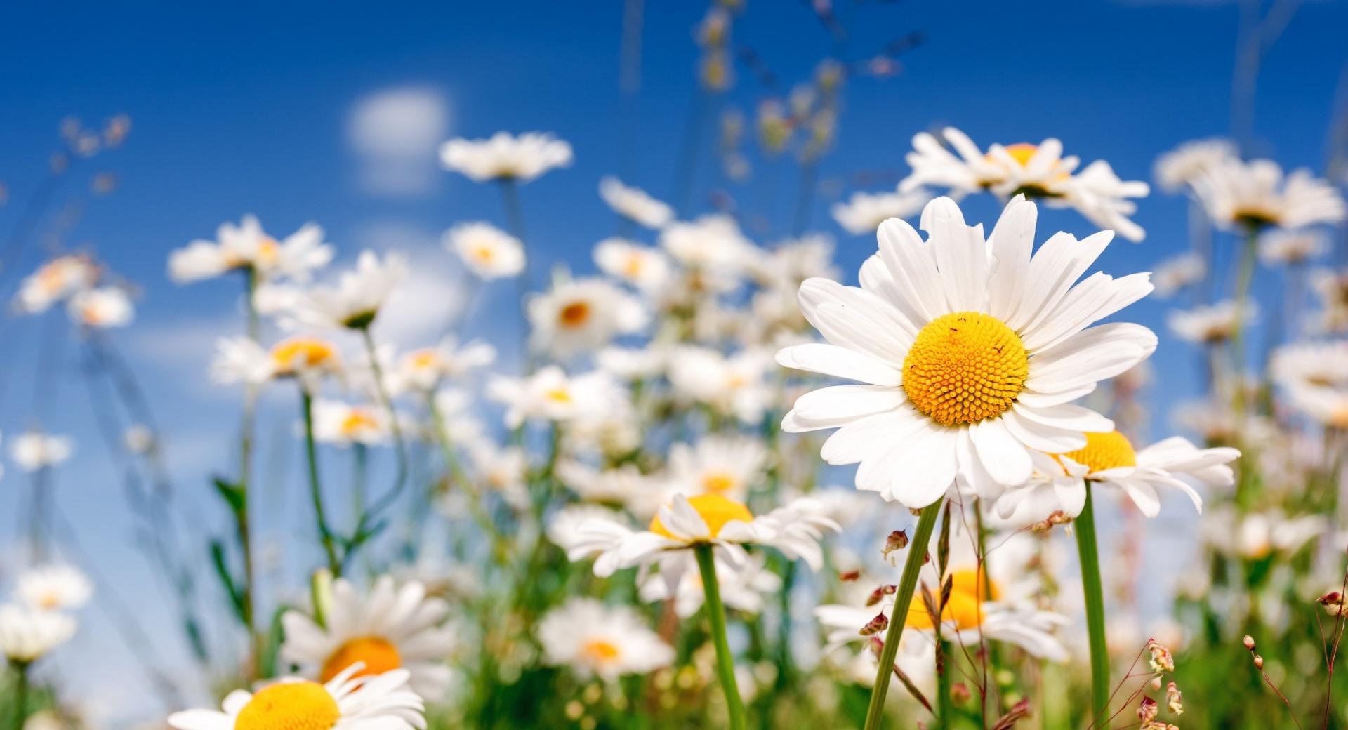 Field Flowers Chamomile at 320 x 480 iPhone size wallpapers HD quality
