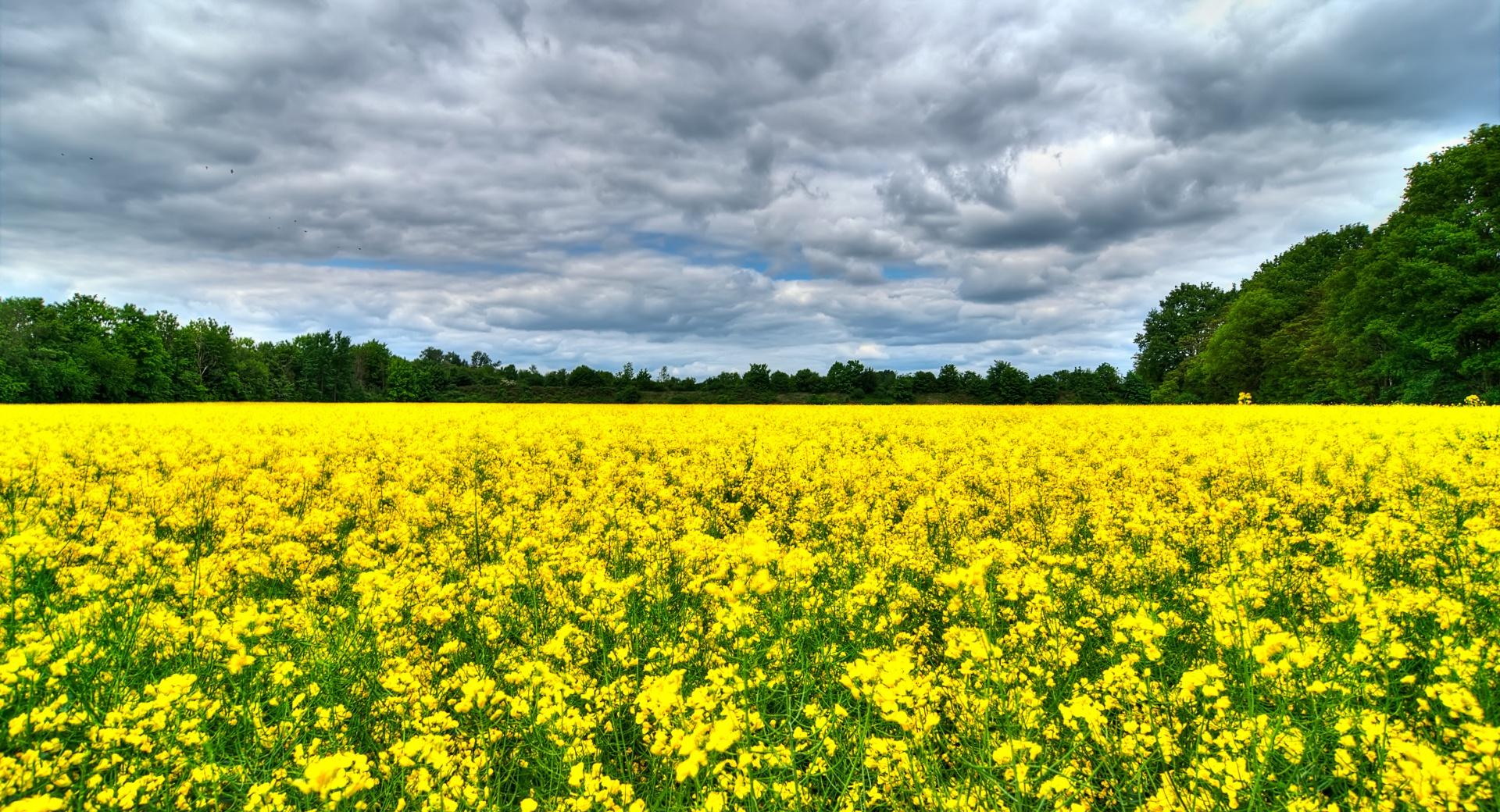 Field of Rapeseeds wallpapers HD quality