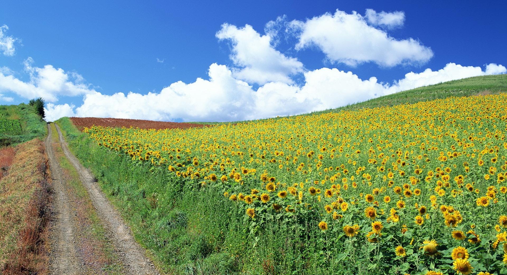Field of Sunflowers wallpapers HD quality