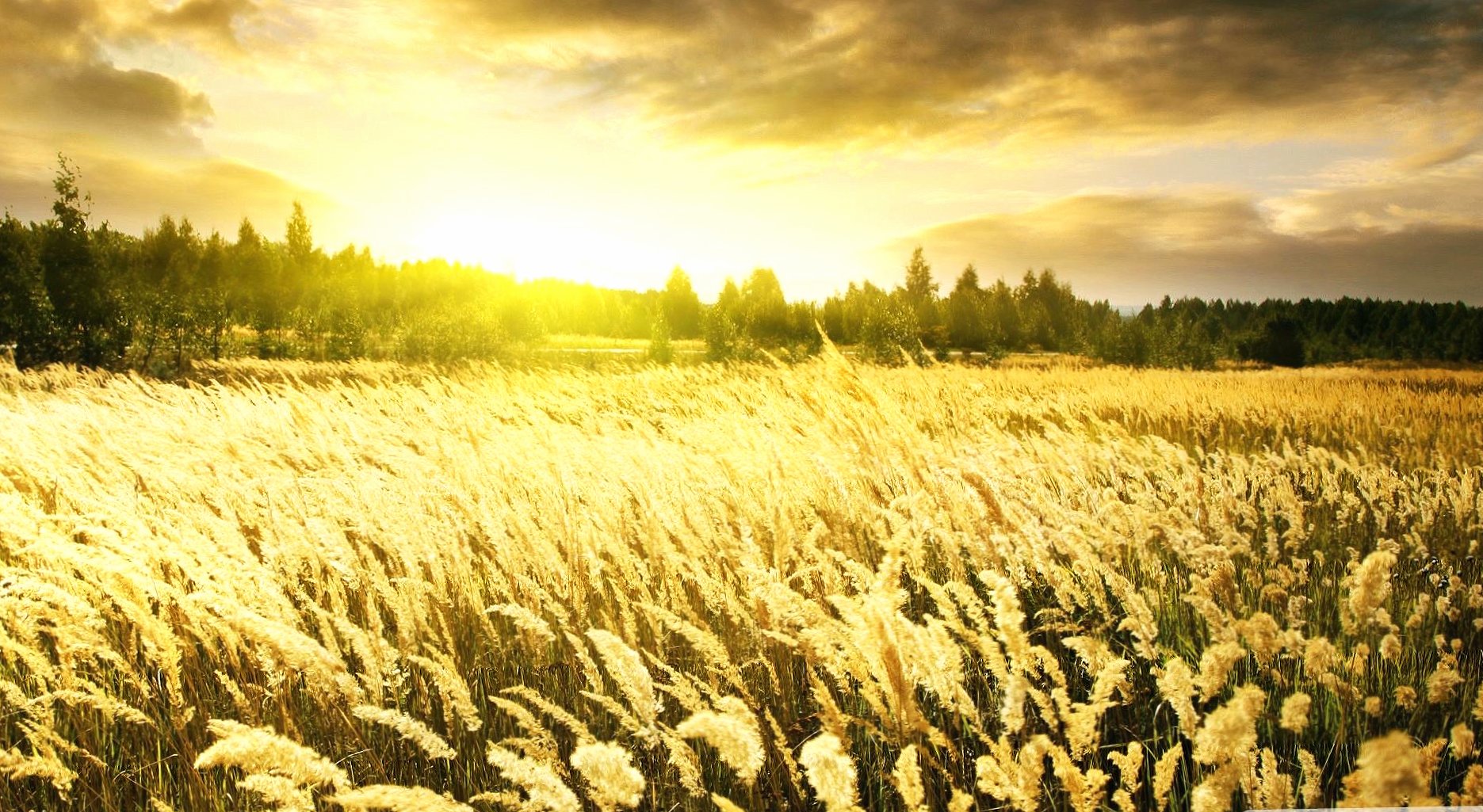 Field of wheat at 1024 x 1024 iPad size wallpapers HD quality