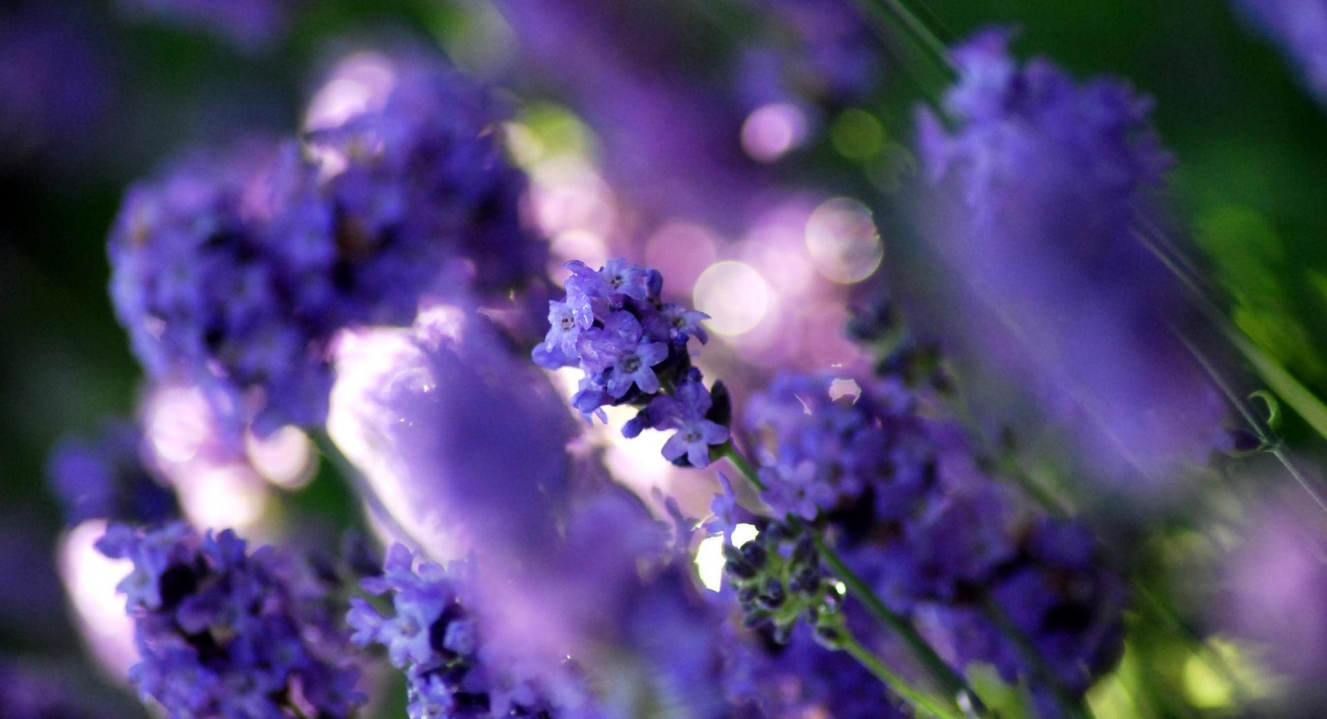 Flowers Close-up wallpapers HD quality