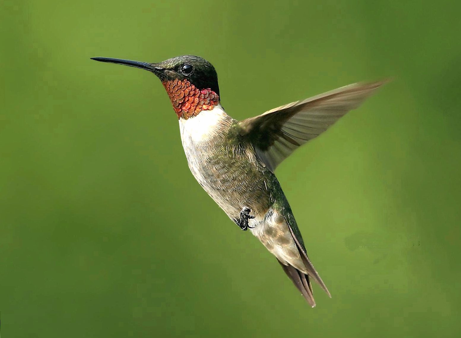 Flying hummingbird at 320 x 480 iPhone size wallpapers HD quality