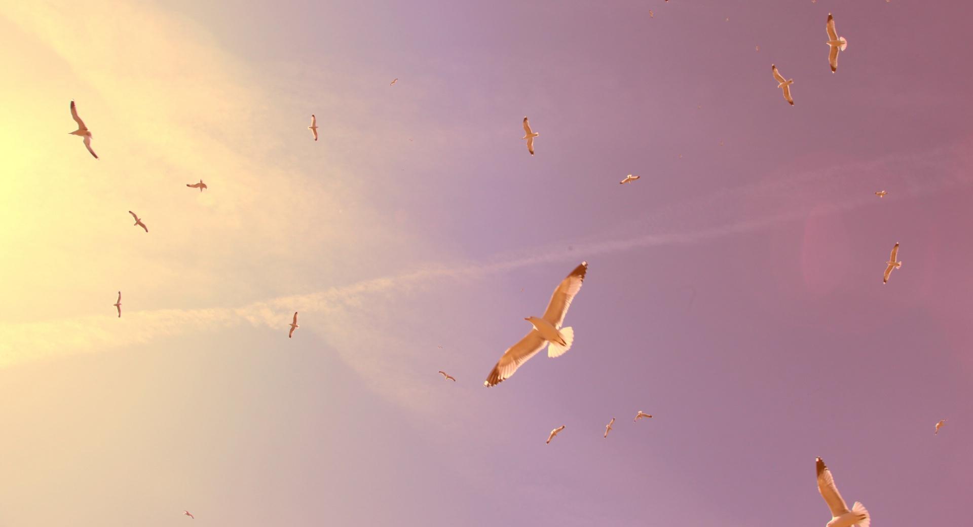 Flying Seagulls at 320 x 480 iPhone size wallpapers HD quality