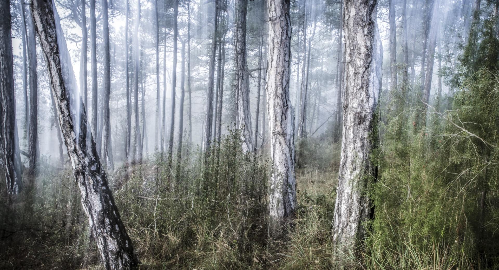 Foggy Morning at 640 x 1136 iPhone 5 size wallpapers HD quality