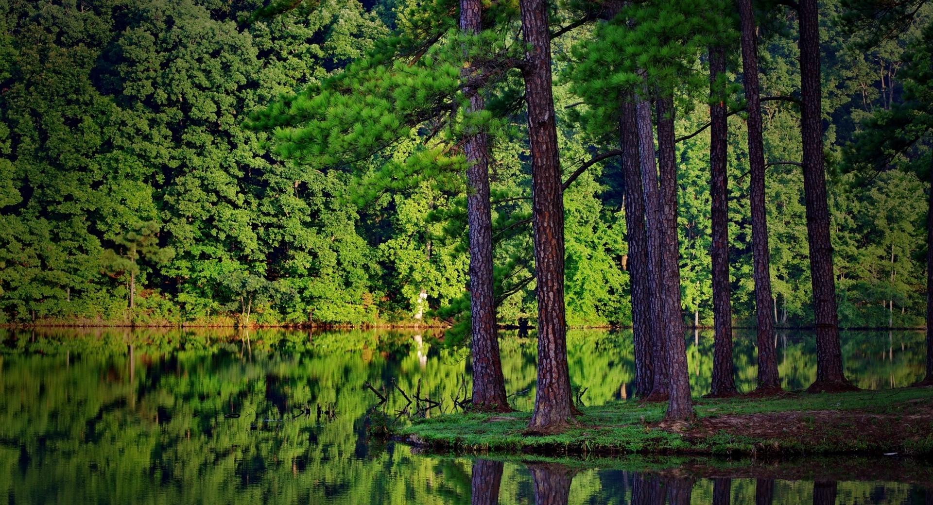 Forest Reflection wallpapers HD quality
