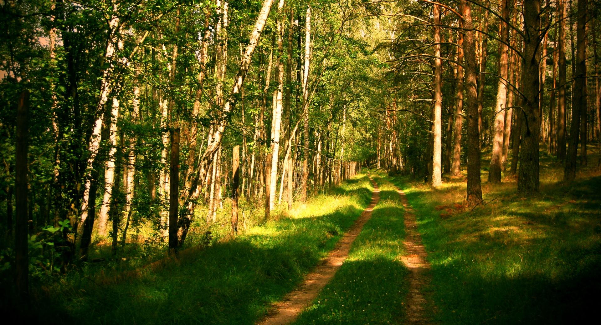 Forest Road Summertime at 1152 x 864 size wallpapers HD quality