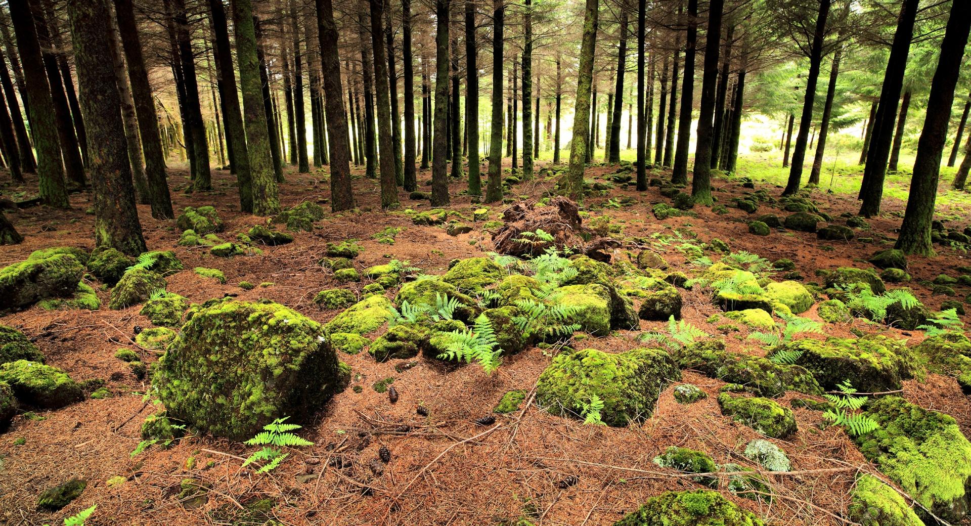 Forest Rocks at 640 x 960 iPhone 4 size wallpapers HD quality