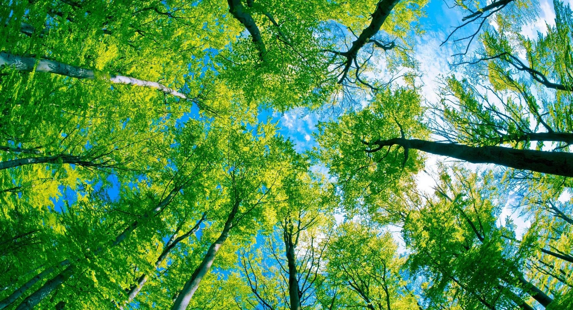Forest Sky View wallpapers HD quality