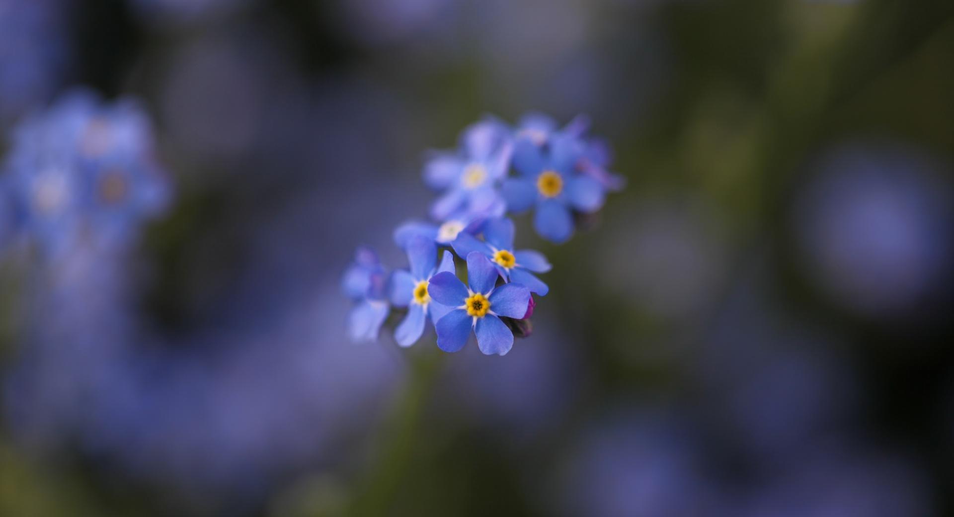 Forget-me-not Flowers Macro wallpapers HD quality
