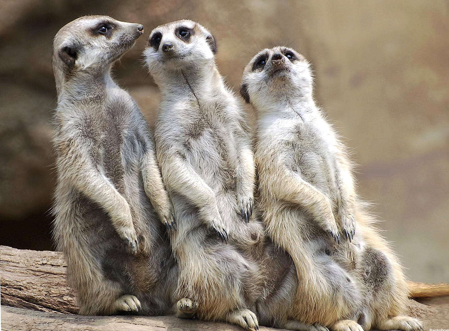 Friends suricate at 1334 x 750 iPhone 7 size wallpapers HD quality