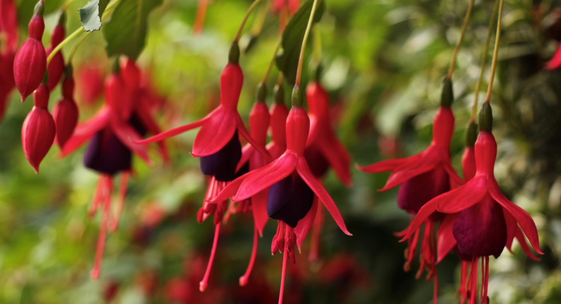 Fuchsia Flowers at 1600 x 1200 size wallpapers HD quality